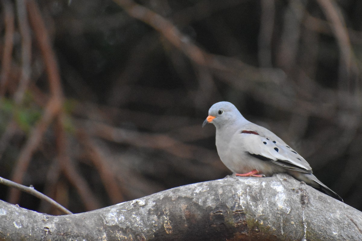 kvekkedue - ML644189155