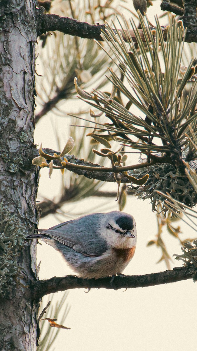 Türkenkleiber - ML644189156