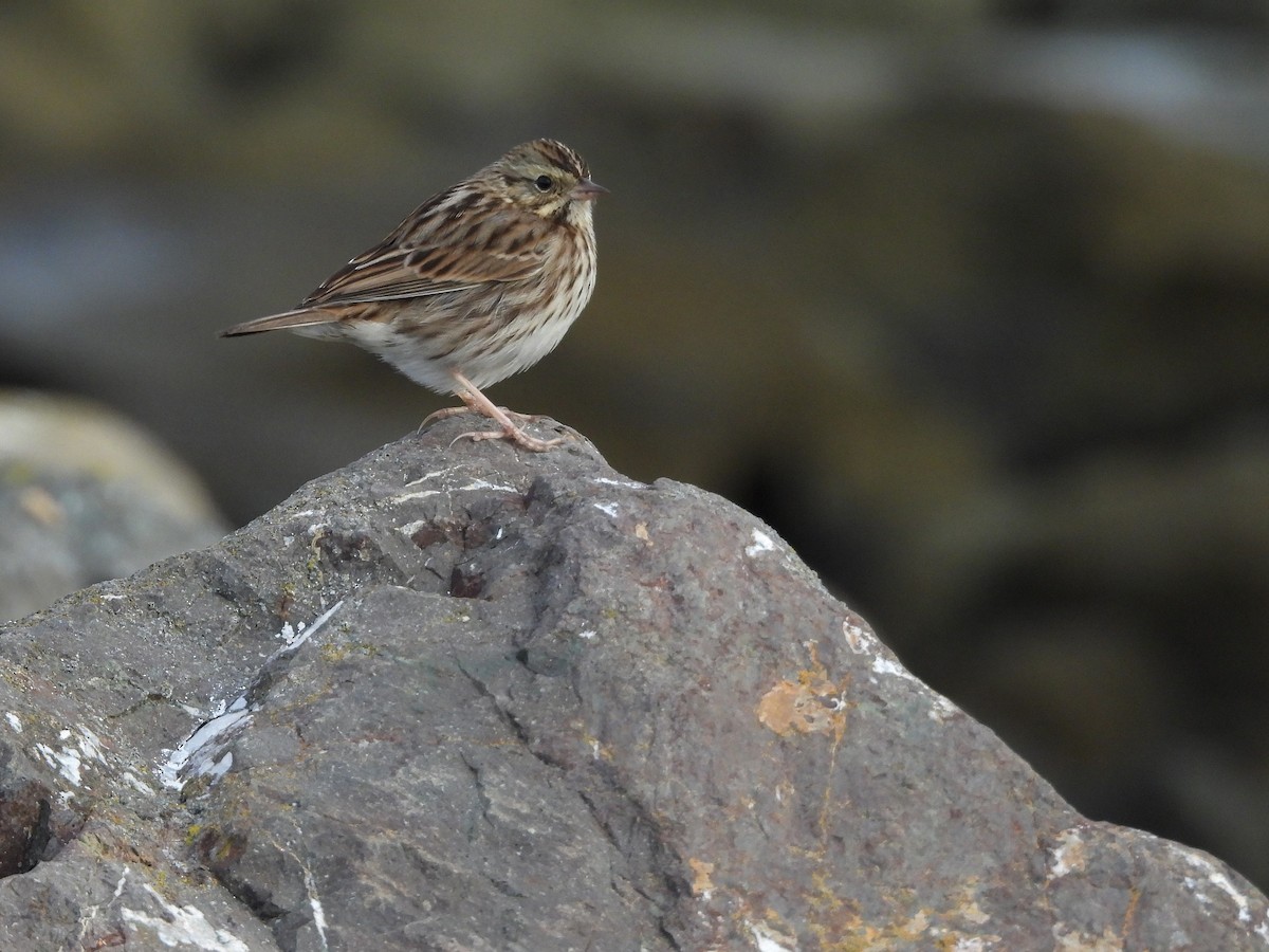 גיבתונית ערבות - ML644189168