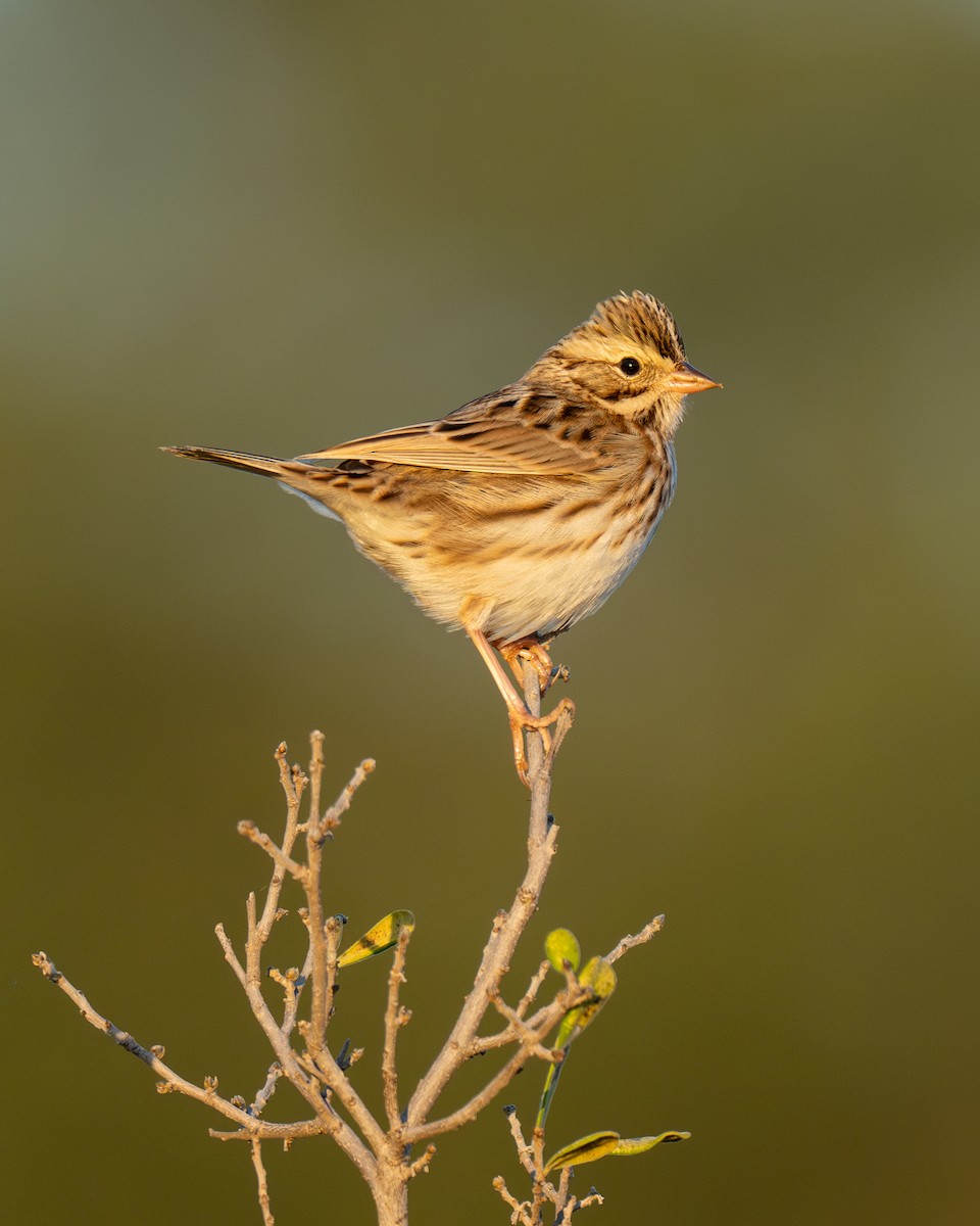Savannah Sparrow - ML644189185