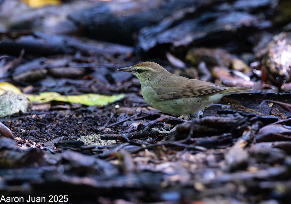 Swainson's Warbler - ML644189198