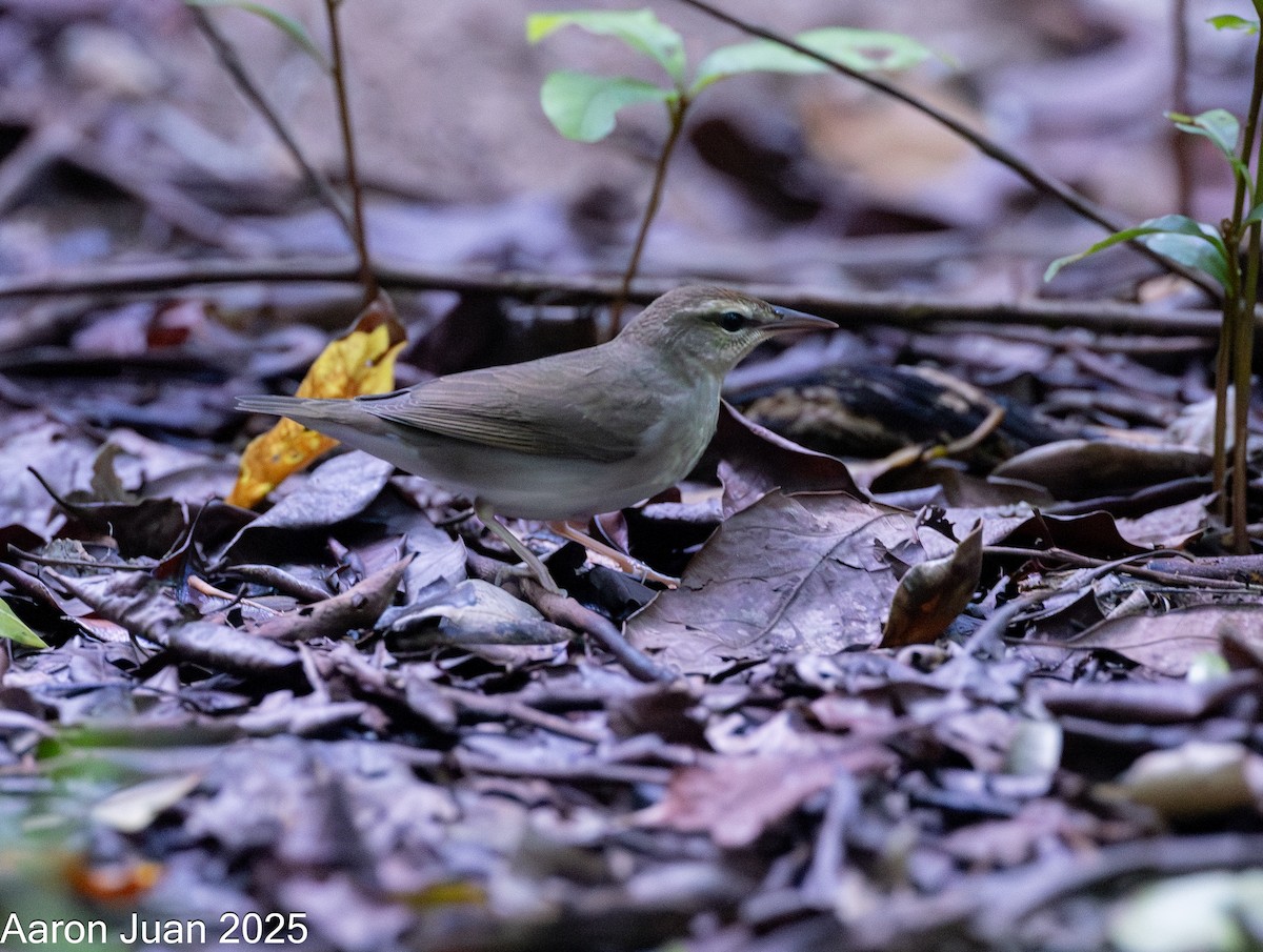Swainson's Warbler - ML644189235
