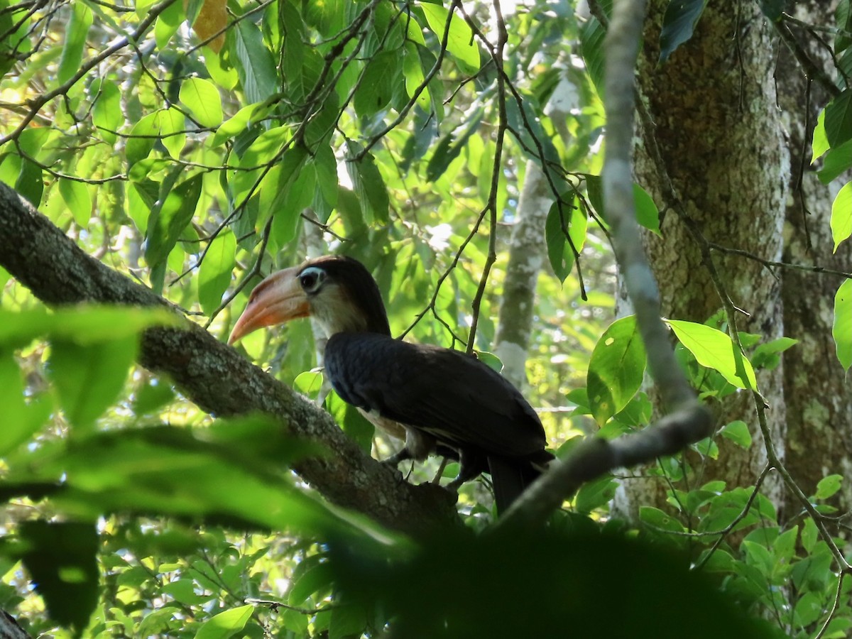 Калао білощокий - ML644189236