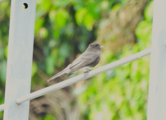 Black Phoebe - ML644189254