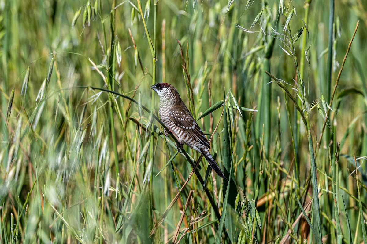 amadina pruhovaná - ML644189256