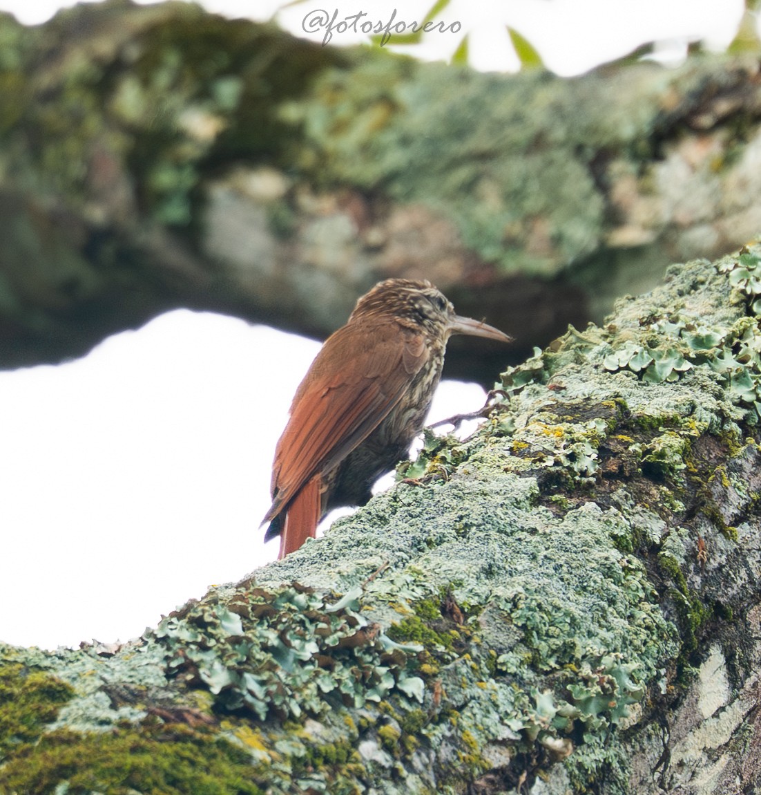 Streak-headed Woodcreeper - ML644189271