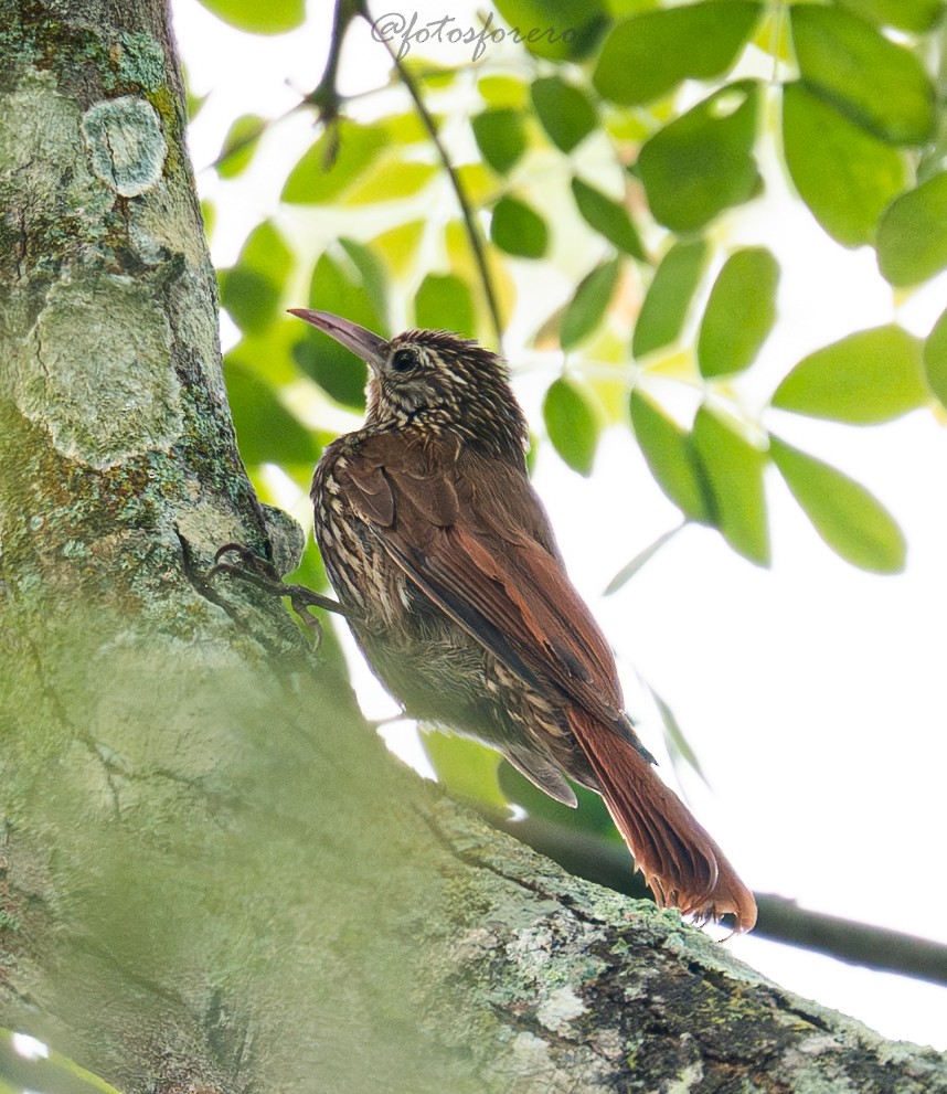 Streak-headed Woodcreeper - ML644189272