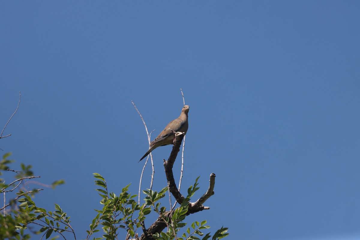Mourning Dove - ML644189285