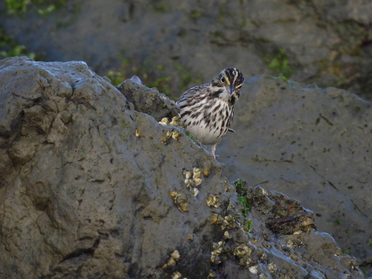 גיבתונית ערבות - ML644189294