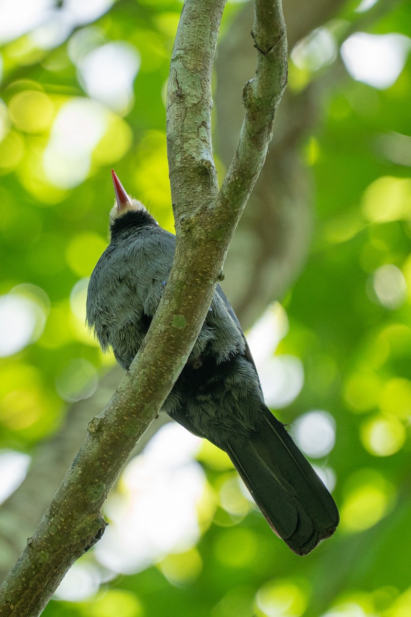 White-fronted Nunbird - ML644189308