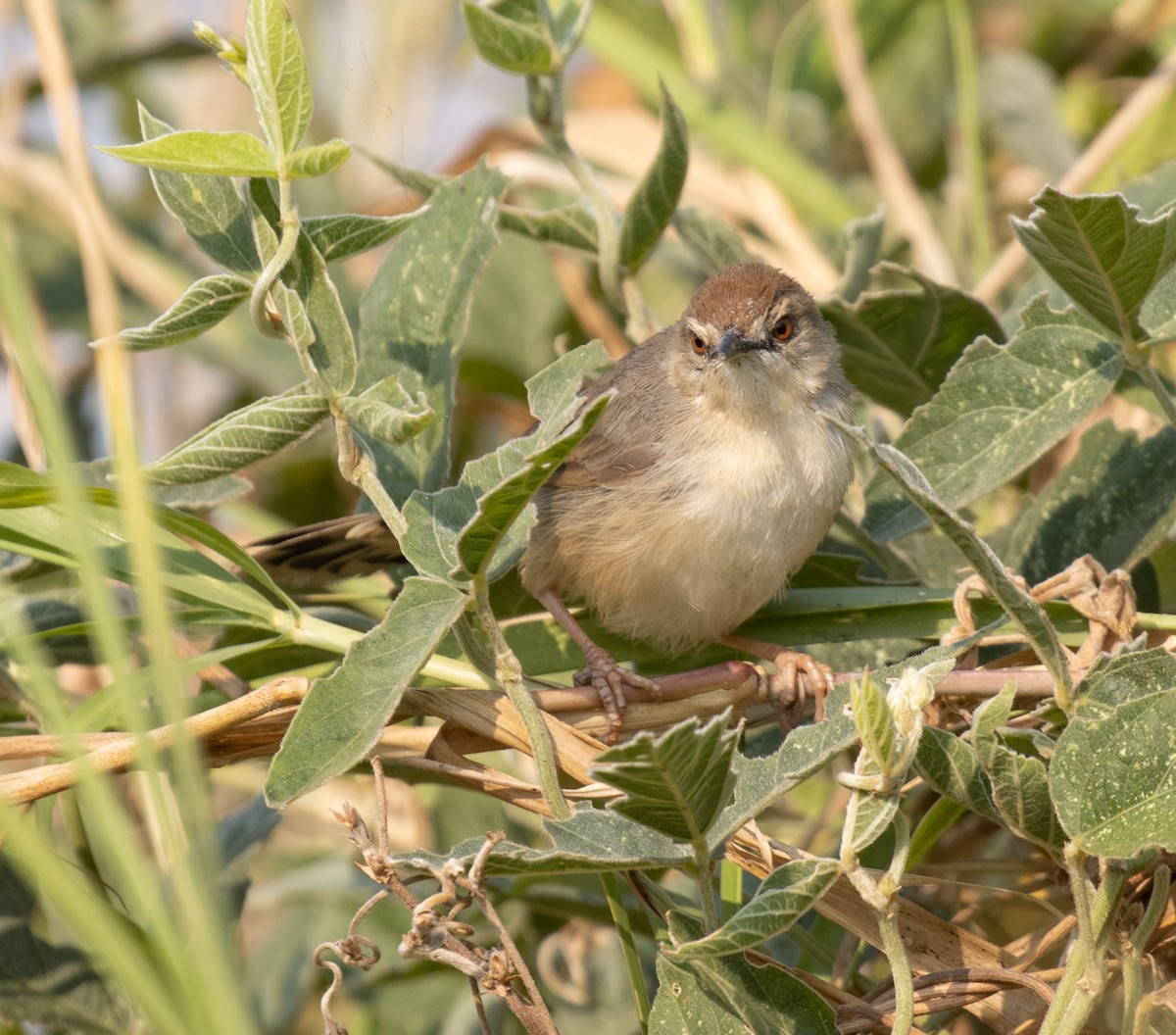 Kilombero Cisticola - ML644189309