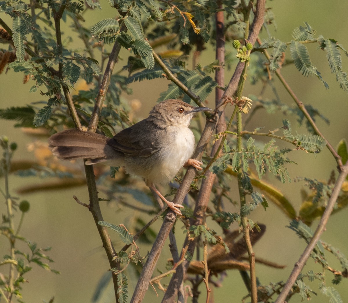 Kilombero Cisticola - ML644189310