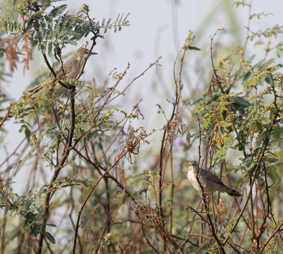 Kilombero Cisticola - ML644189315