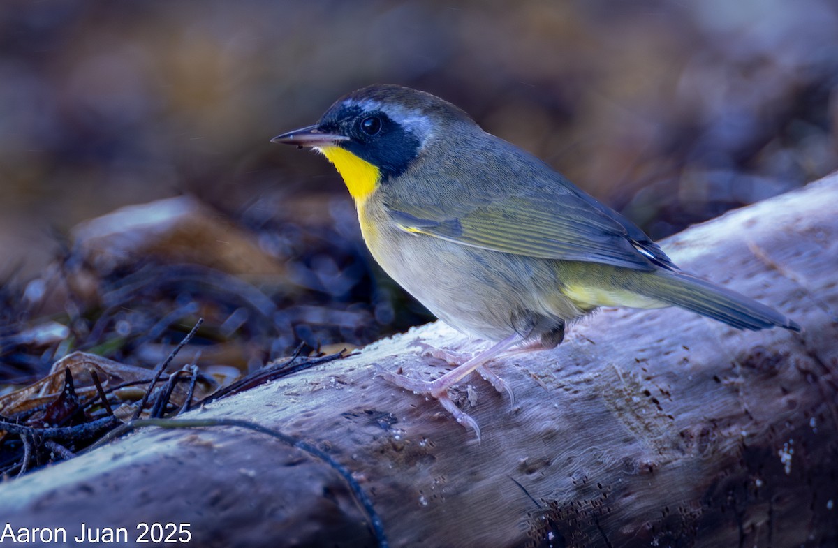 Common Yellowthroat - ML644189320