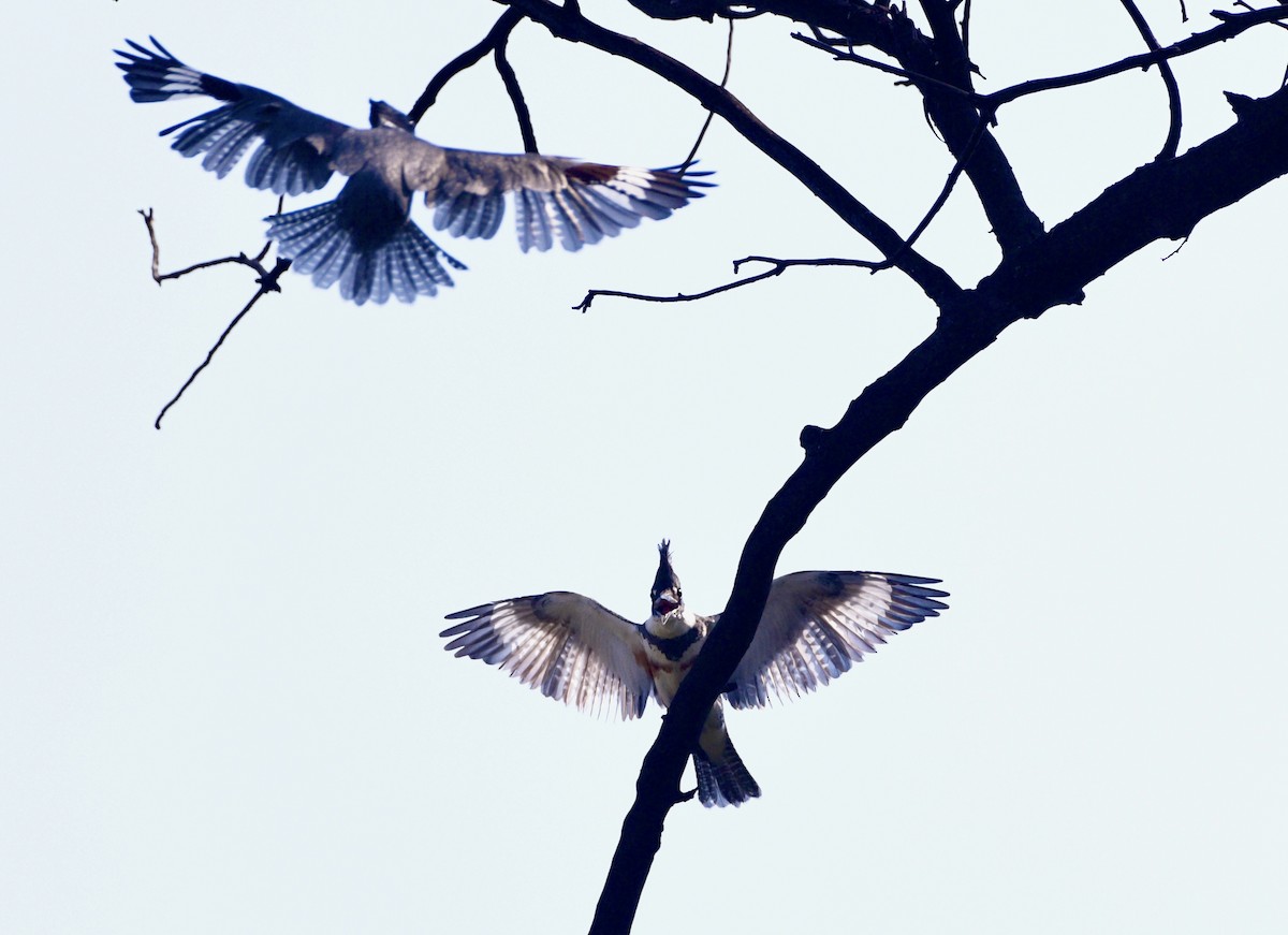 Belted Kingfisher - ML644189321