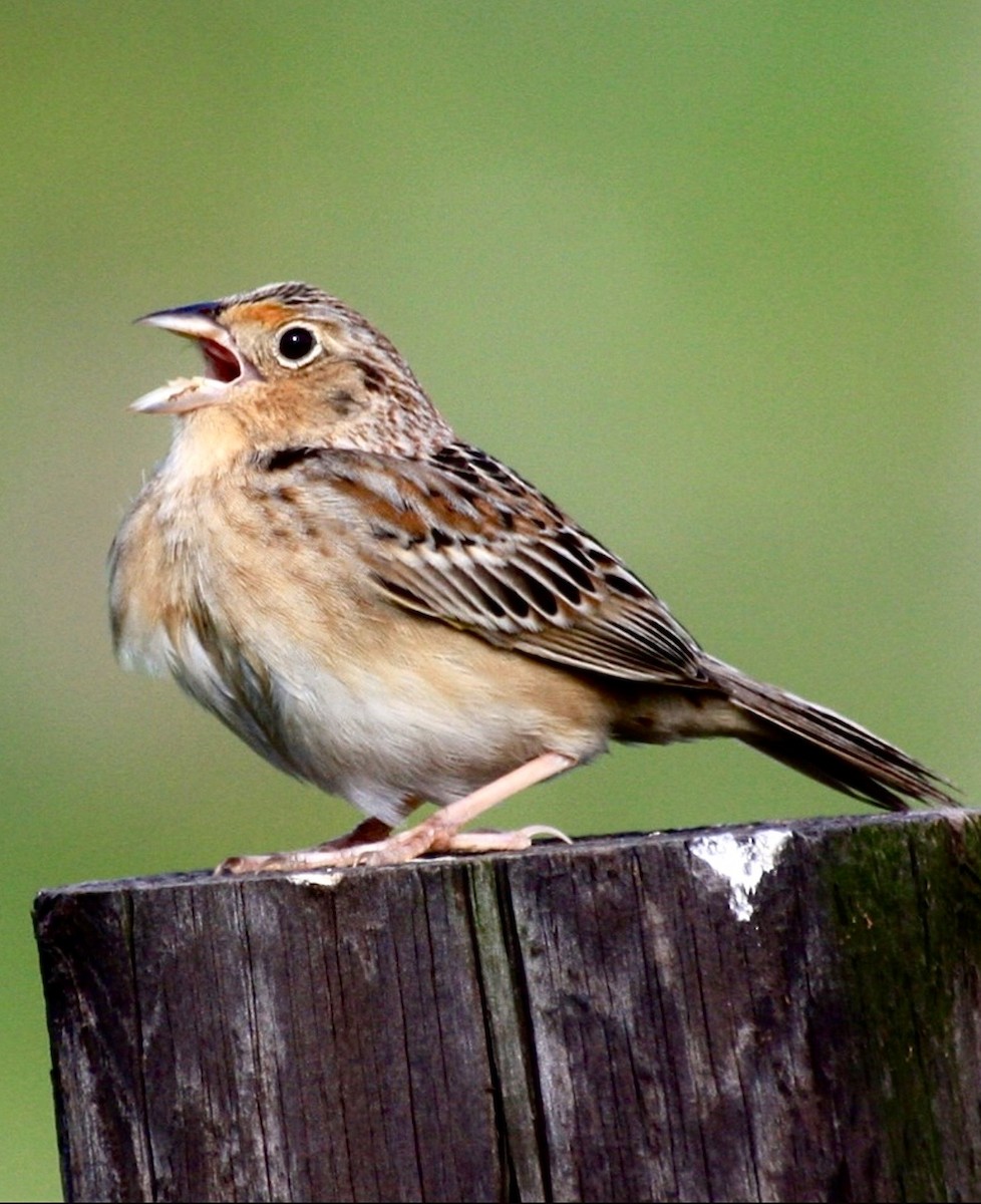 Grasshopper Sparrow - ML644189338