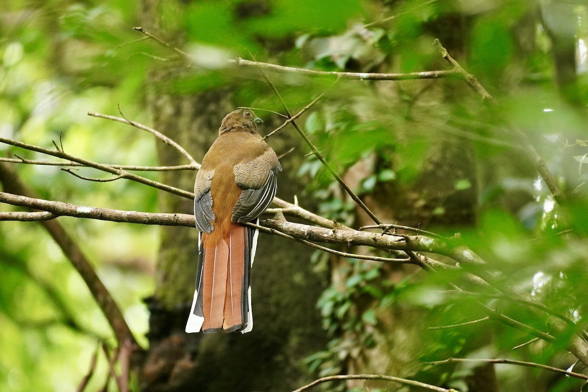 Red-headed Trogon - ML644189339