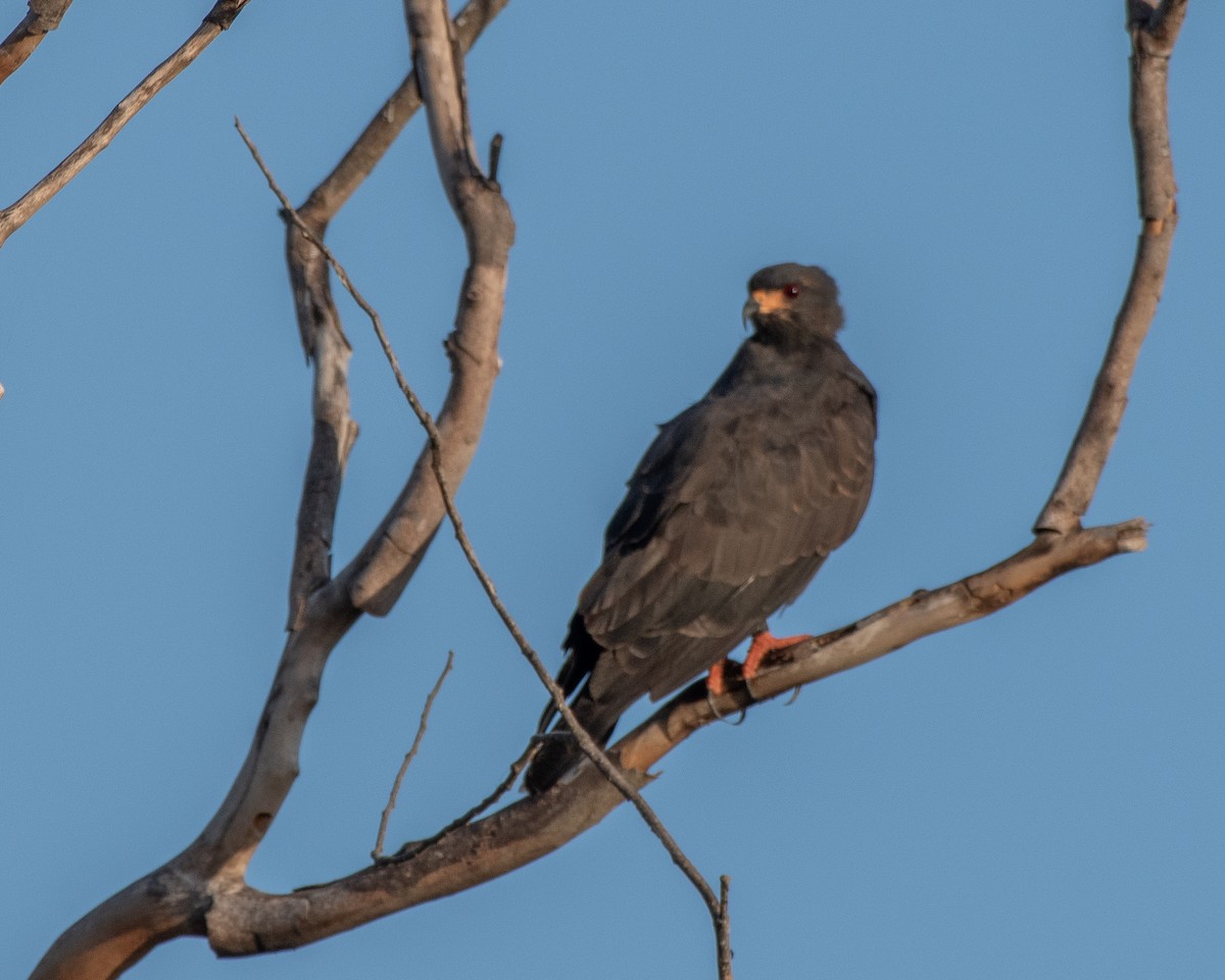 Snail Kite - ML644189347