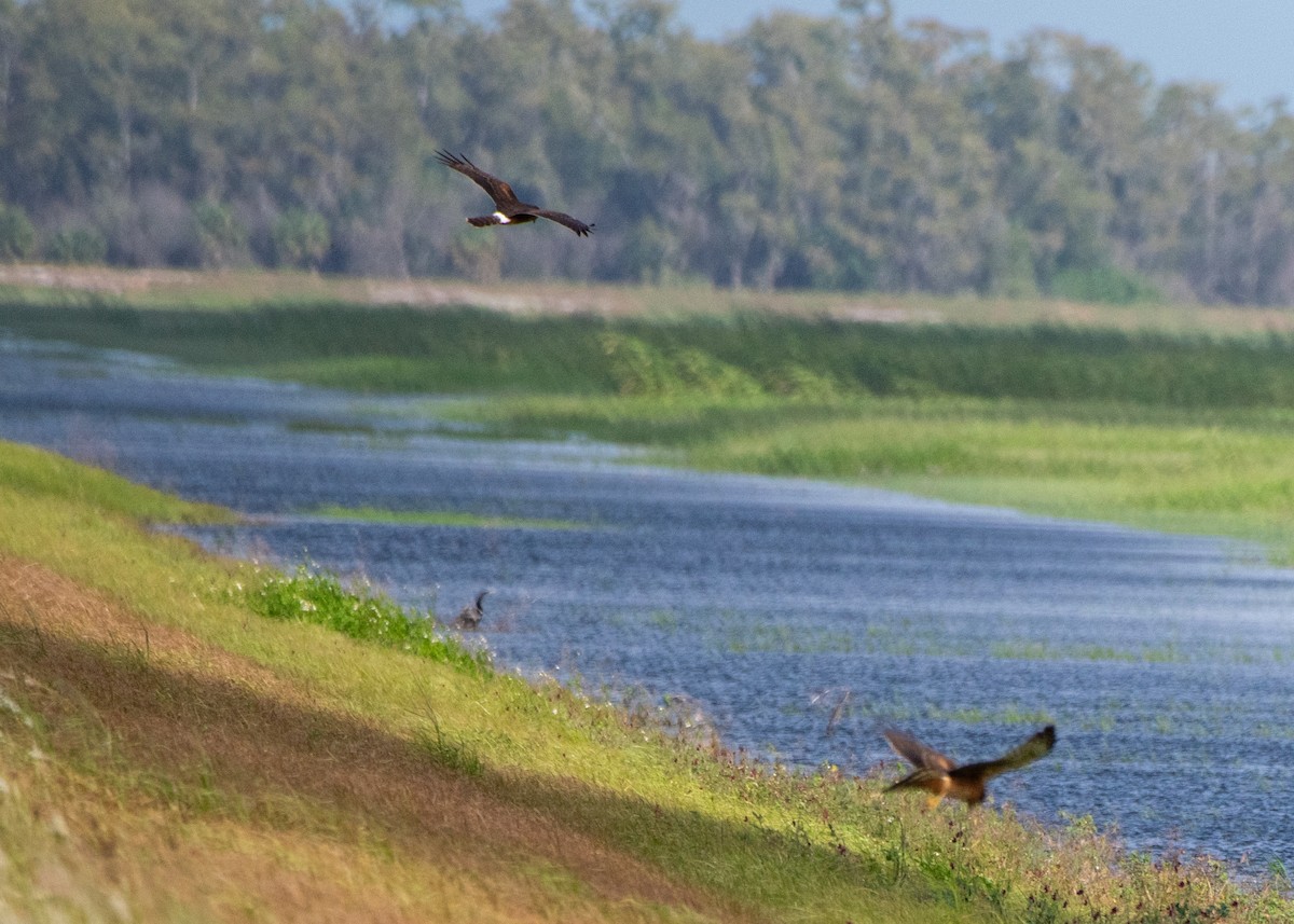 Snail Kite - ML644189348