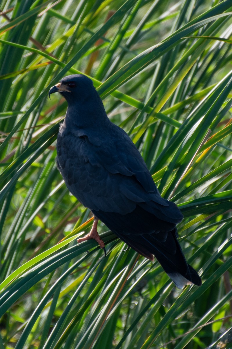 Snail Kite - ML644189349