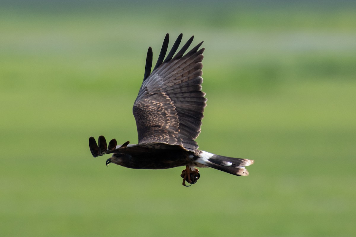 Snail Kite - ML644189350