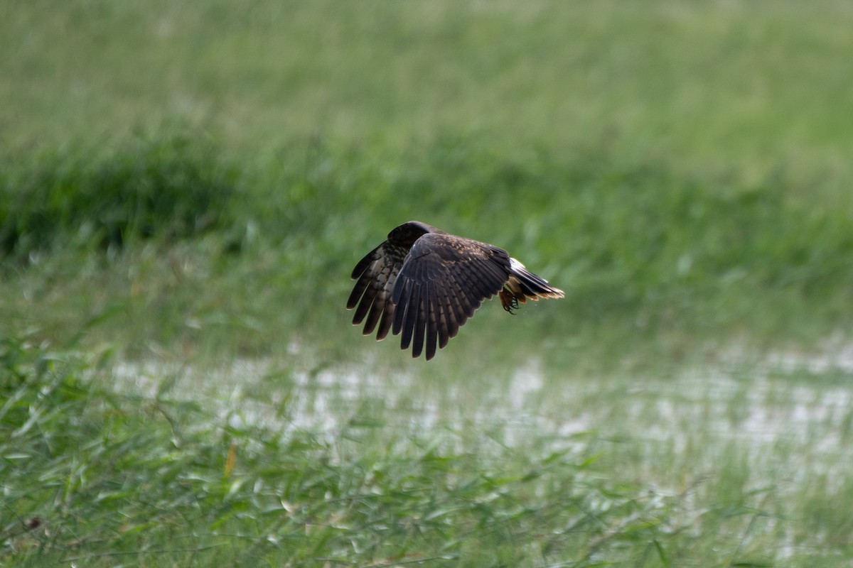 Snail Kite - ML644189351