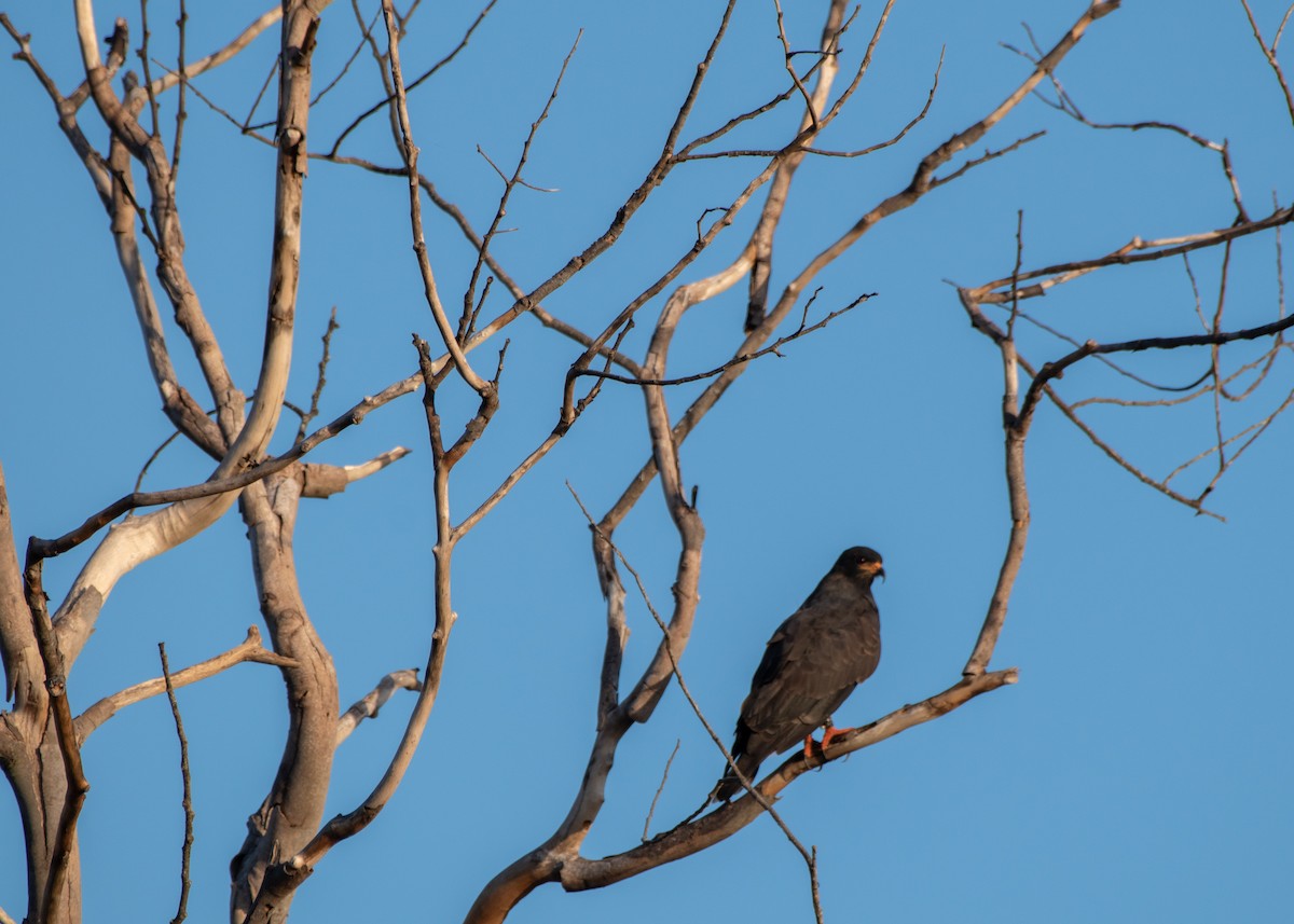 Snail Kite - ML644189352