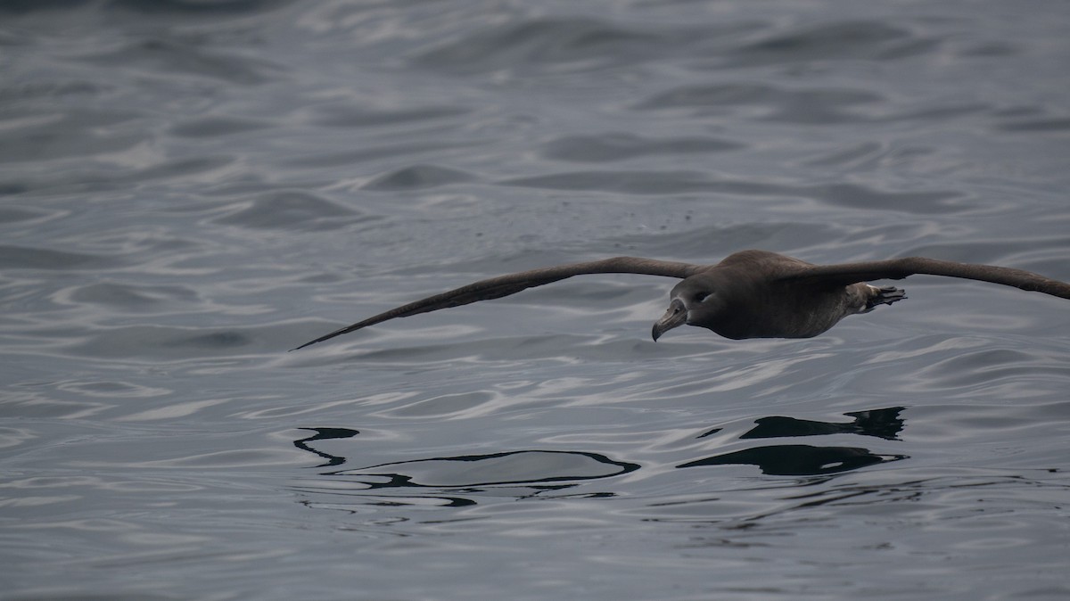 Black-footed Albatross - ML644189363