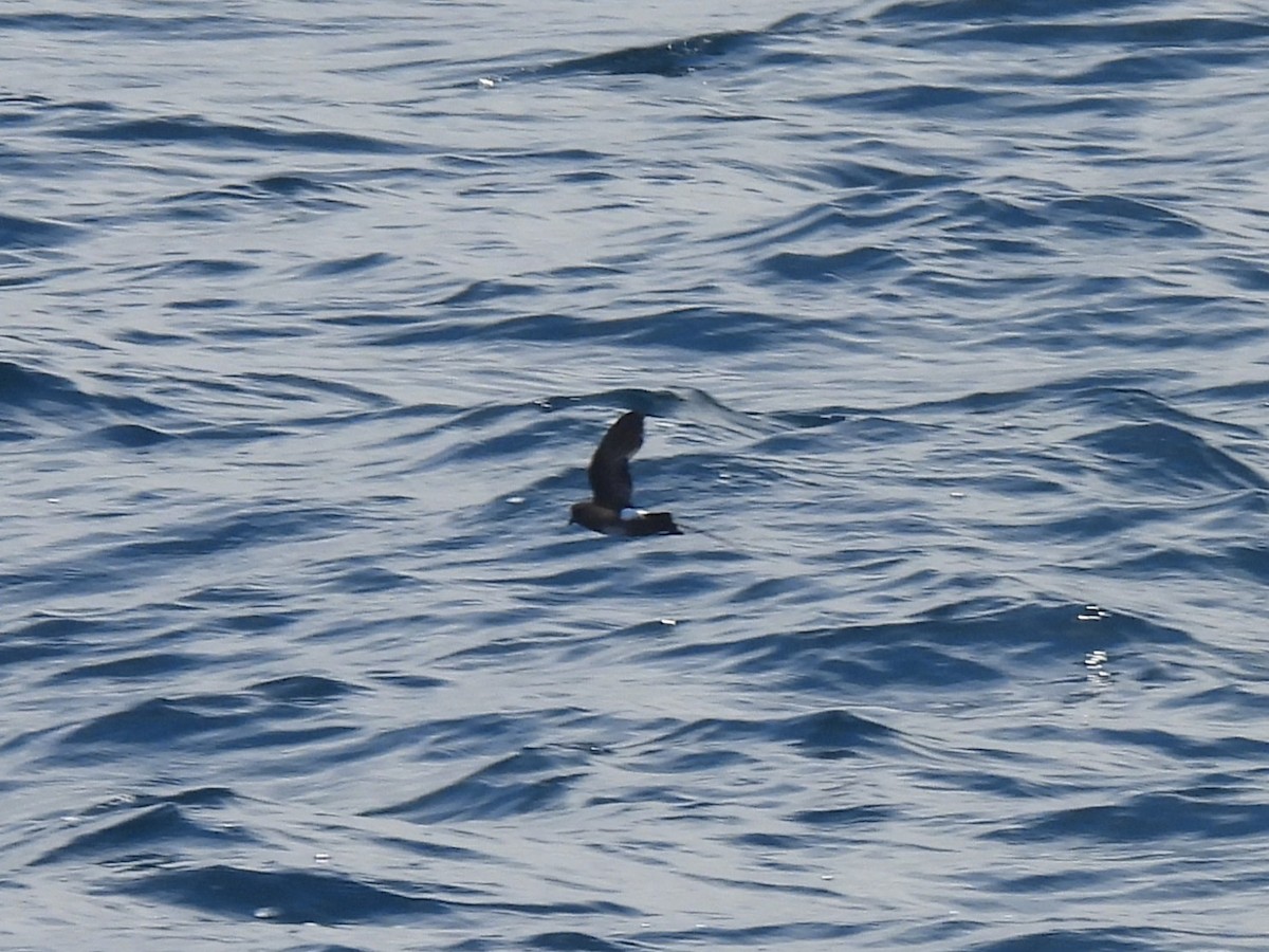 Elliot's Storm-Petrel - ML644189364