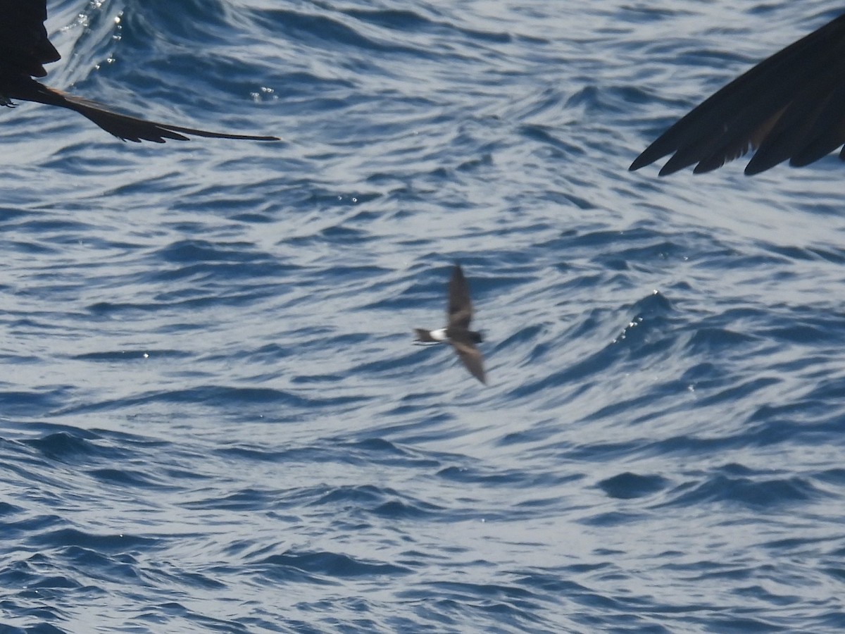 Elliot's Storm-Petrel - ML644189365