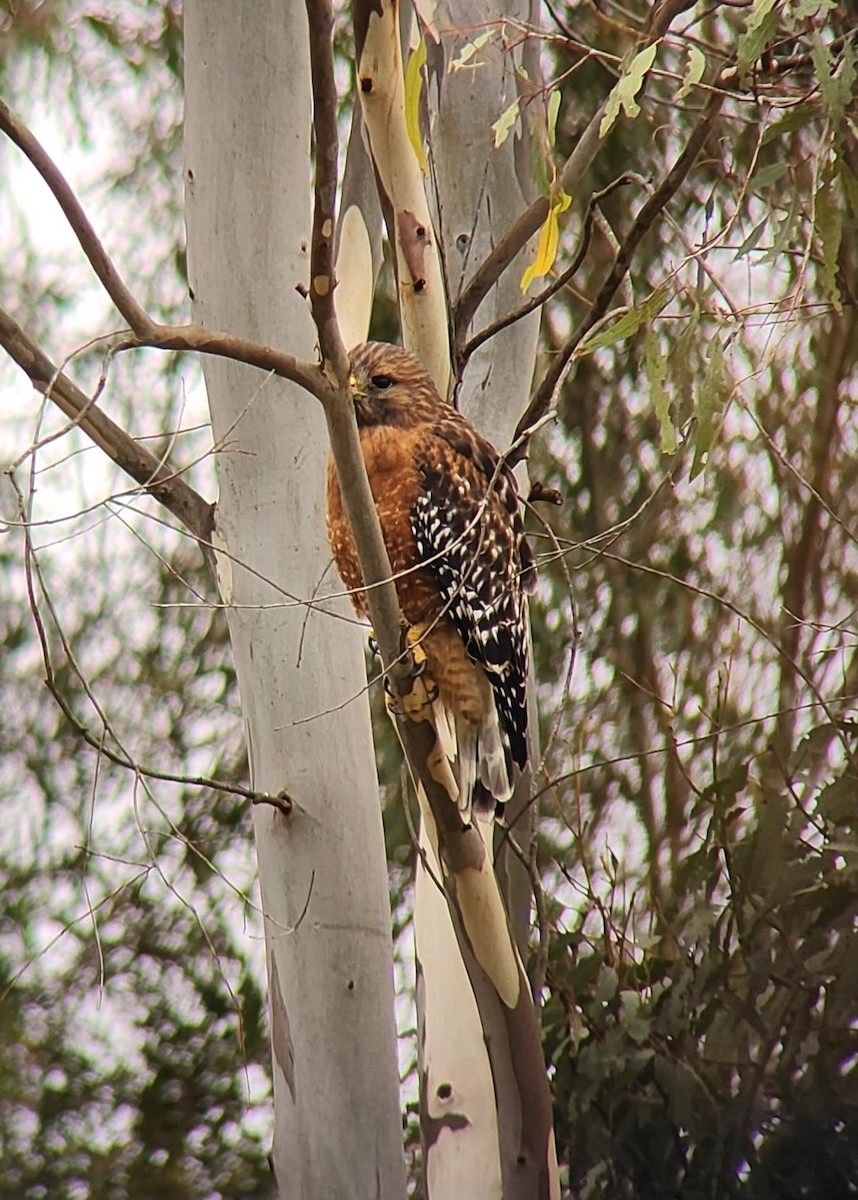 Red-shouldered Hawk - ML644189367