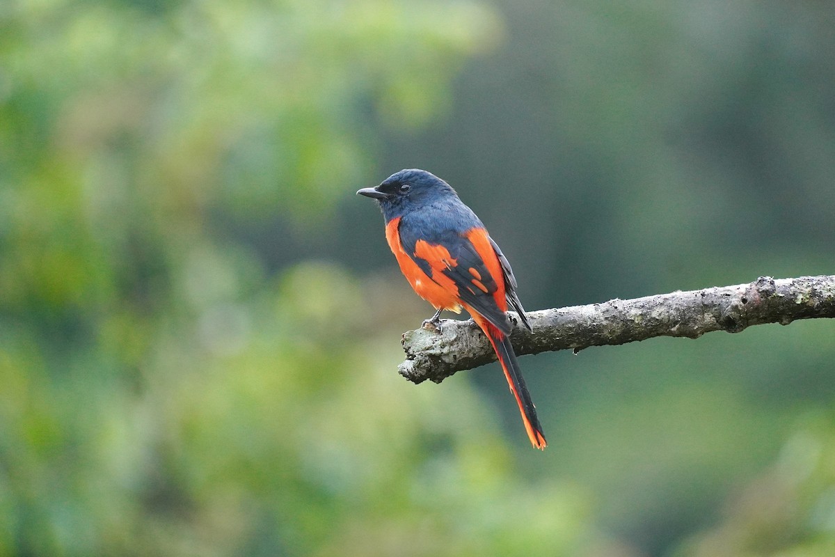 Scarlet Minivet - ML644189371