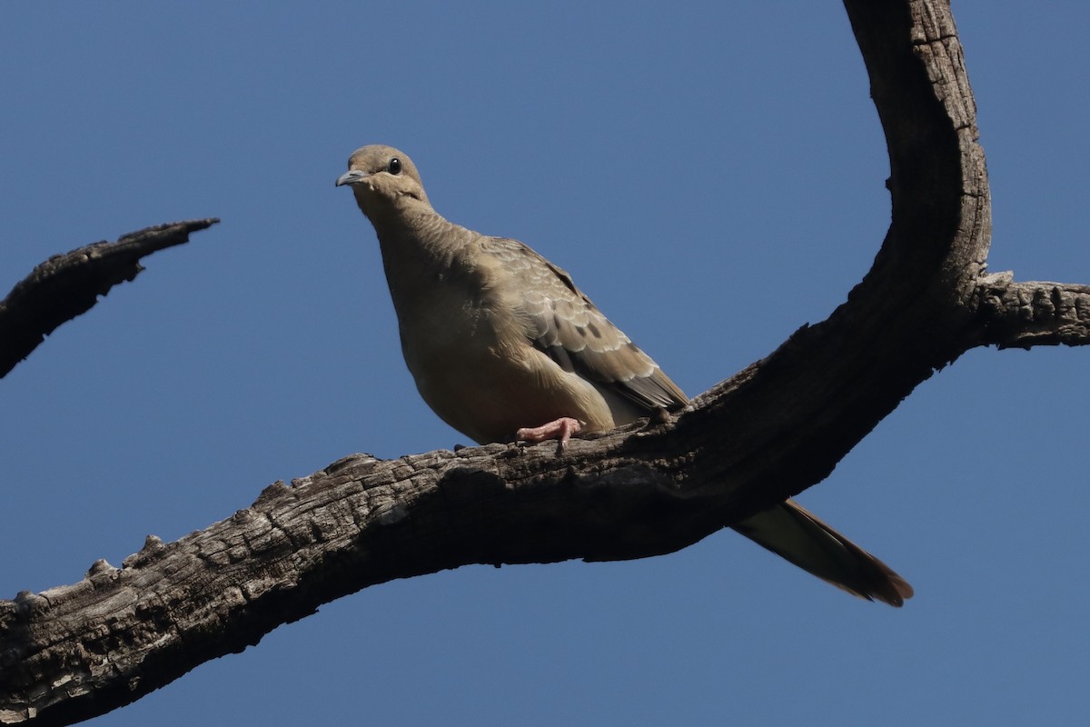 Mourning Dove - ML644189373