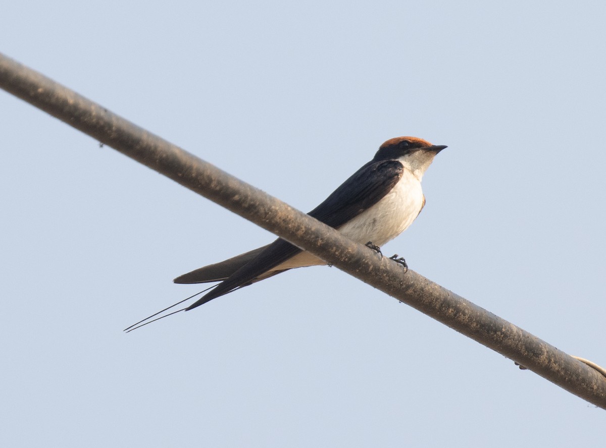 Ластівка ниткохвоста - ML644189389