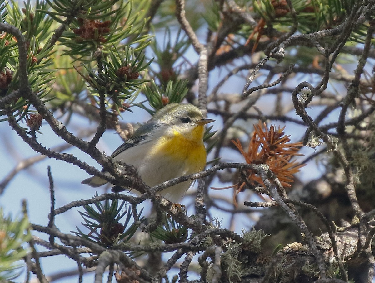Northern Parula - ML644189390