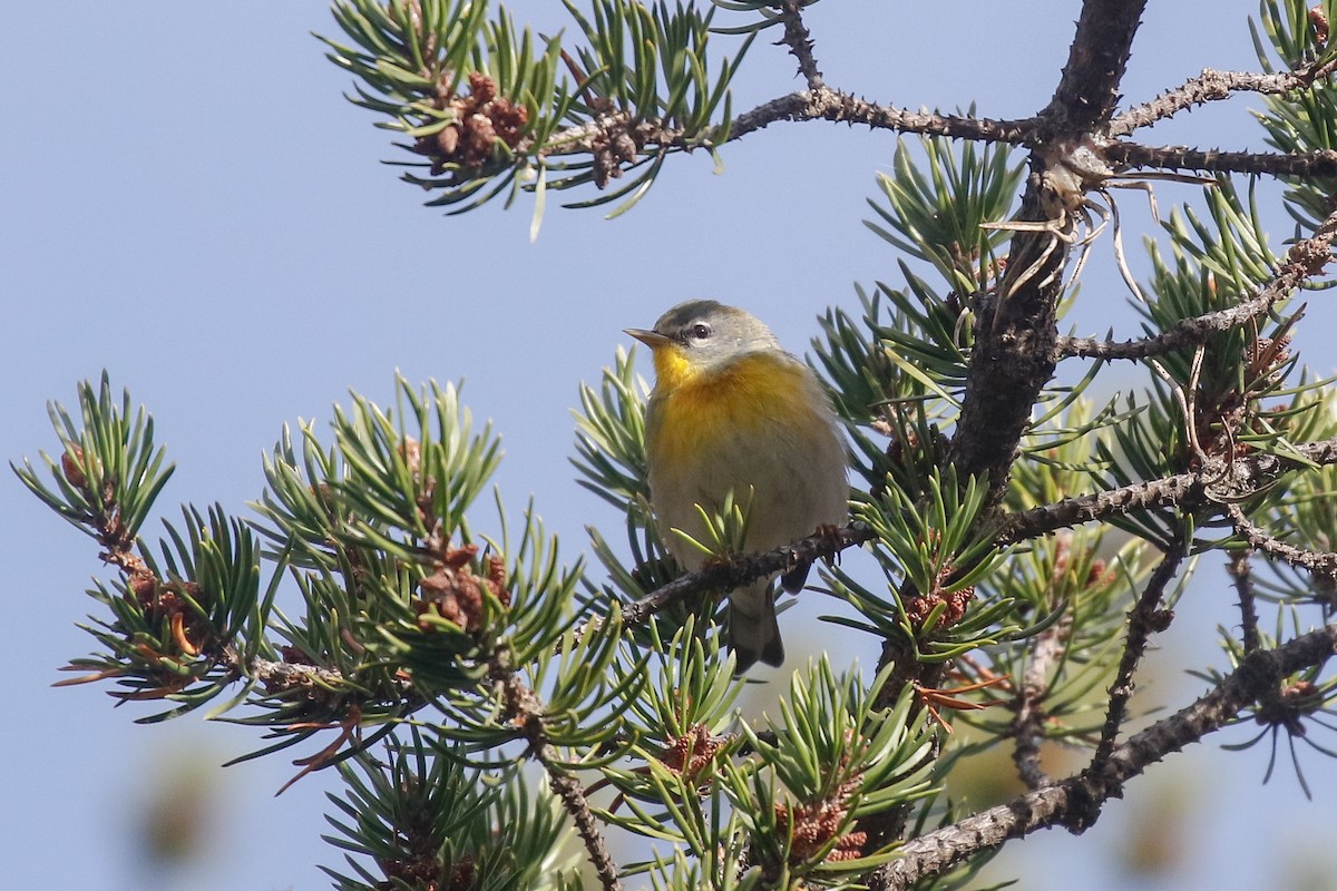Northern Parula - ML644189391