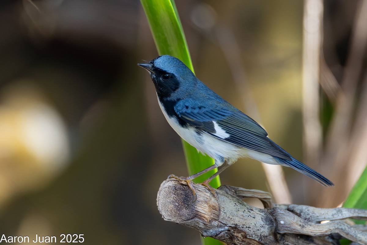 Black-throated Blue Warbler - ML644189410