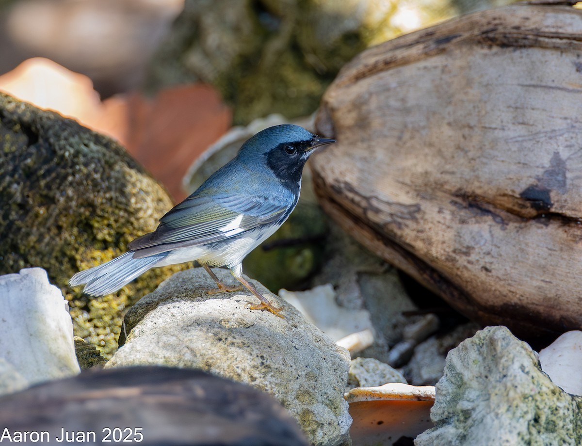 Black-throated Blue Warbler - ML644189413