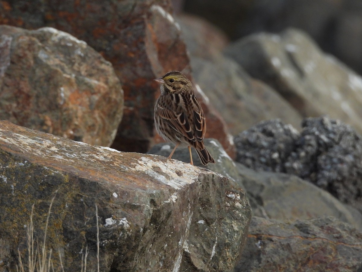גיבתונית ערבות - ML644189418