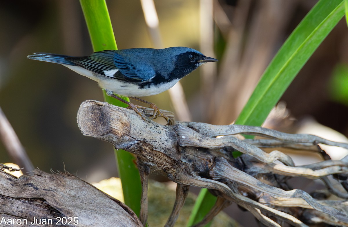 Black-throated Blue Warbler - ML644189424