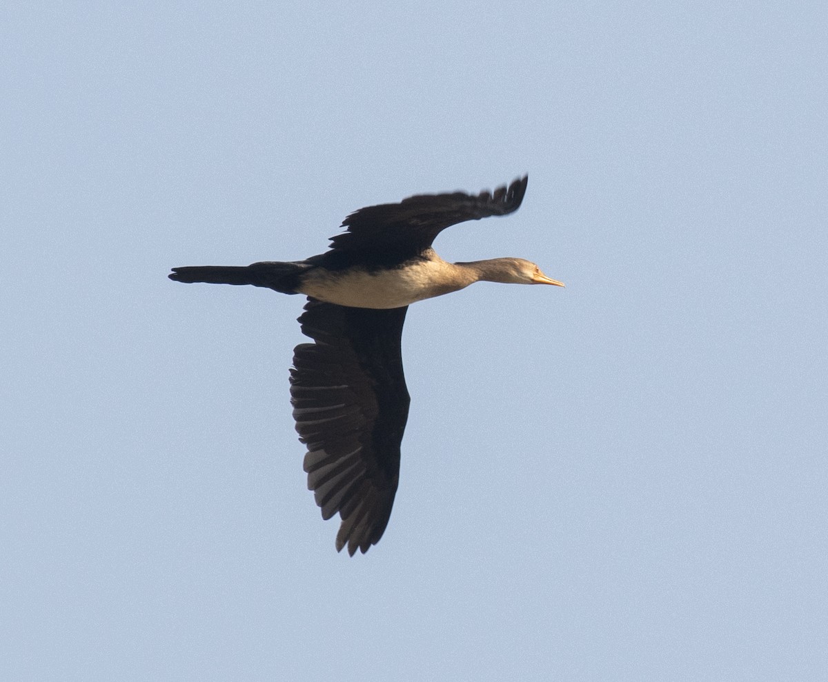 kormorán dlouhoocasý - ML644189426