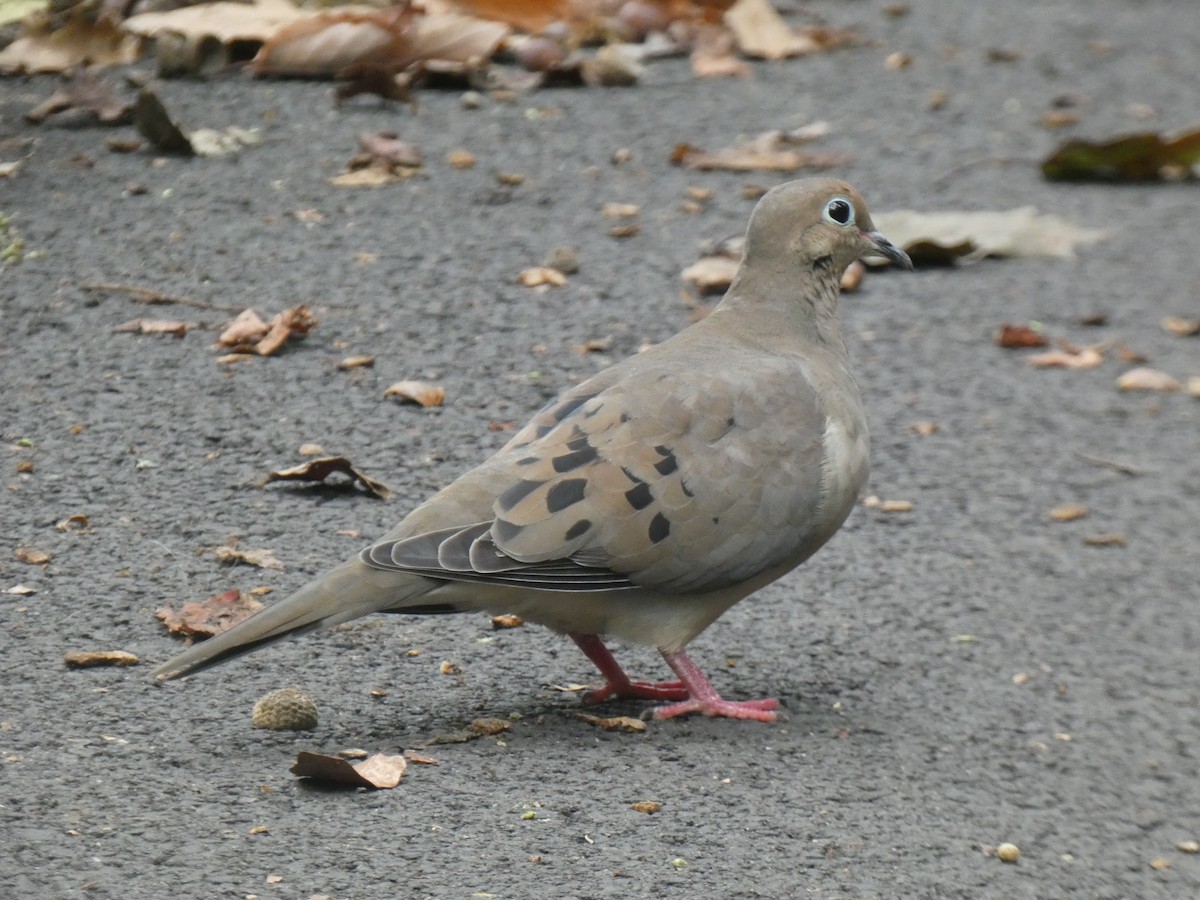 Mourning Dove - ML644189428
