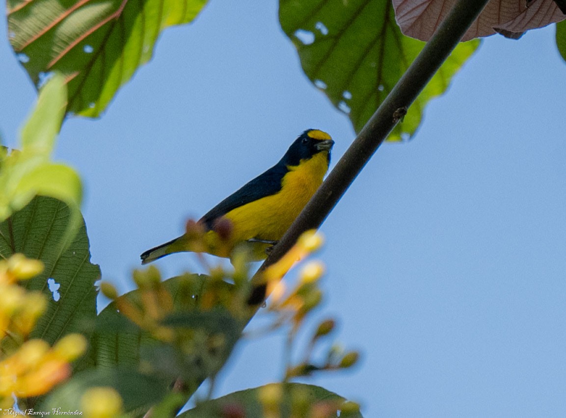 Yellow-throated Euphonia - ML644189430