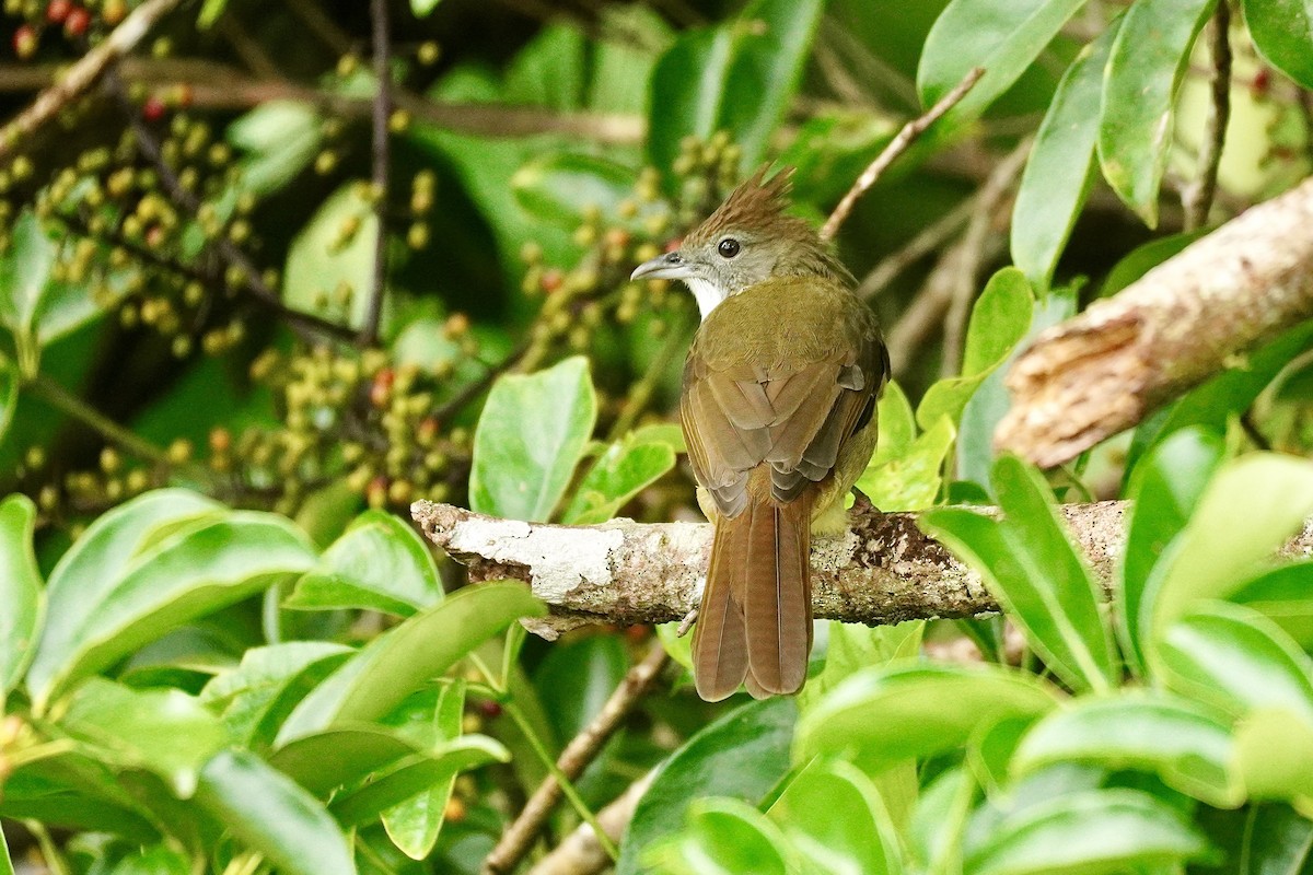 Puff-throated Bulbul - ML644189440