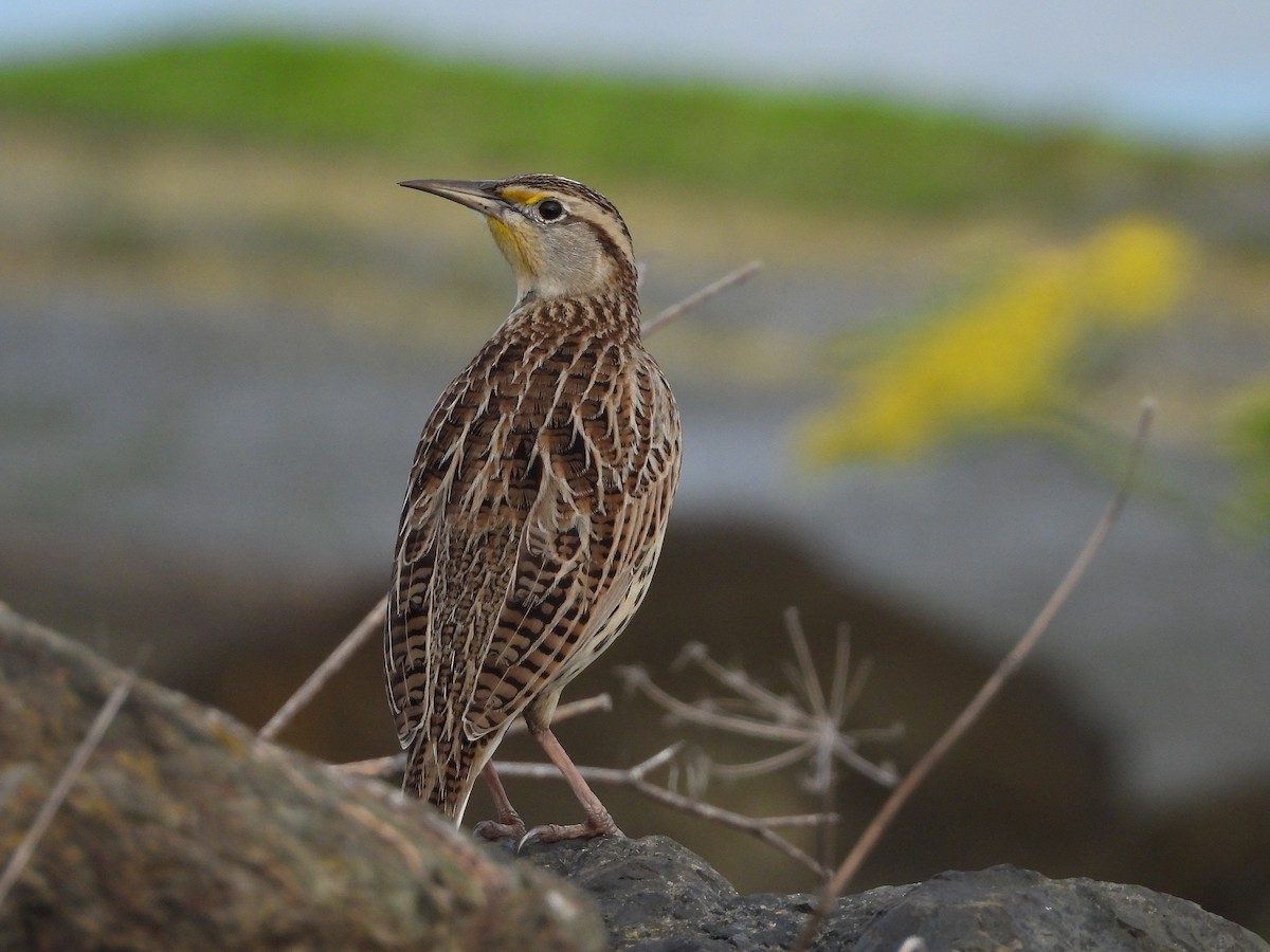 Western Meadowlark - ML644189443