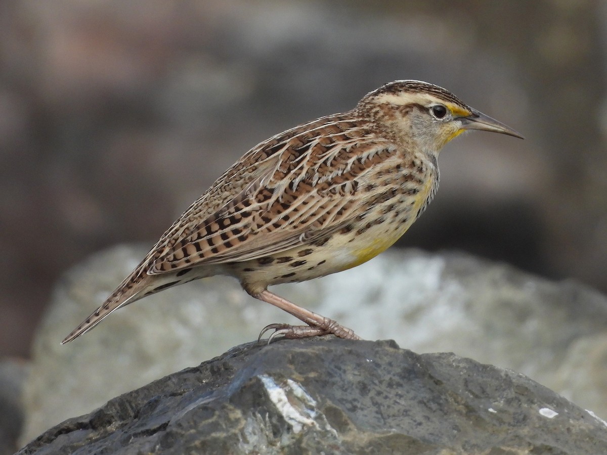 Western Meadowlark - ML644189450