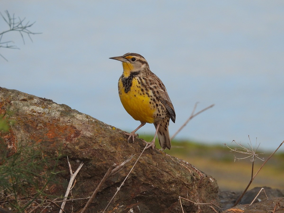 Western Meadowlark - ML644189458