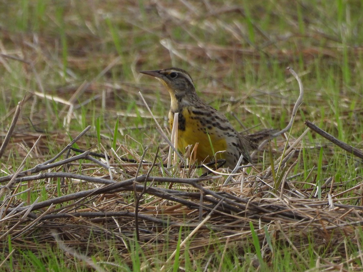 Western Meadowlark - ML644189462