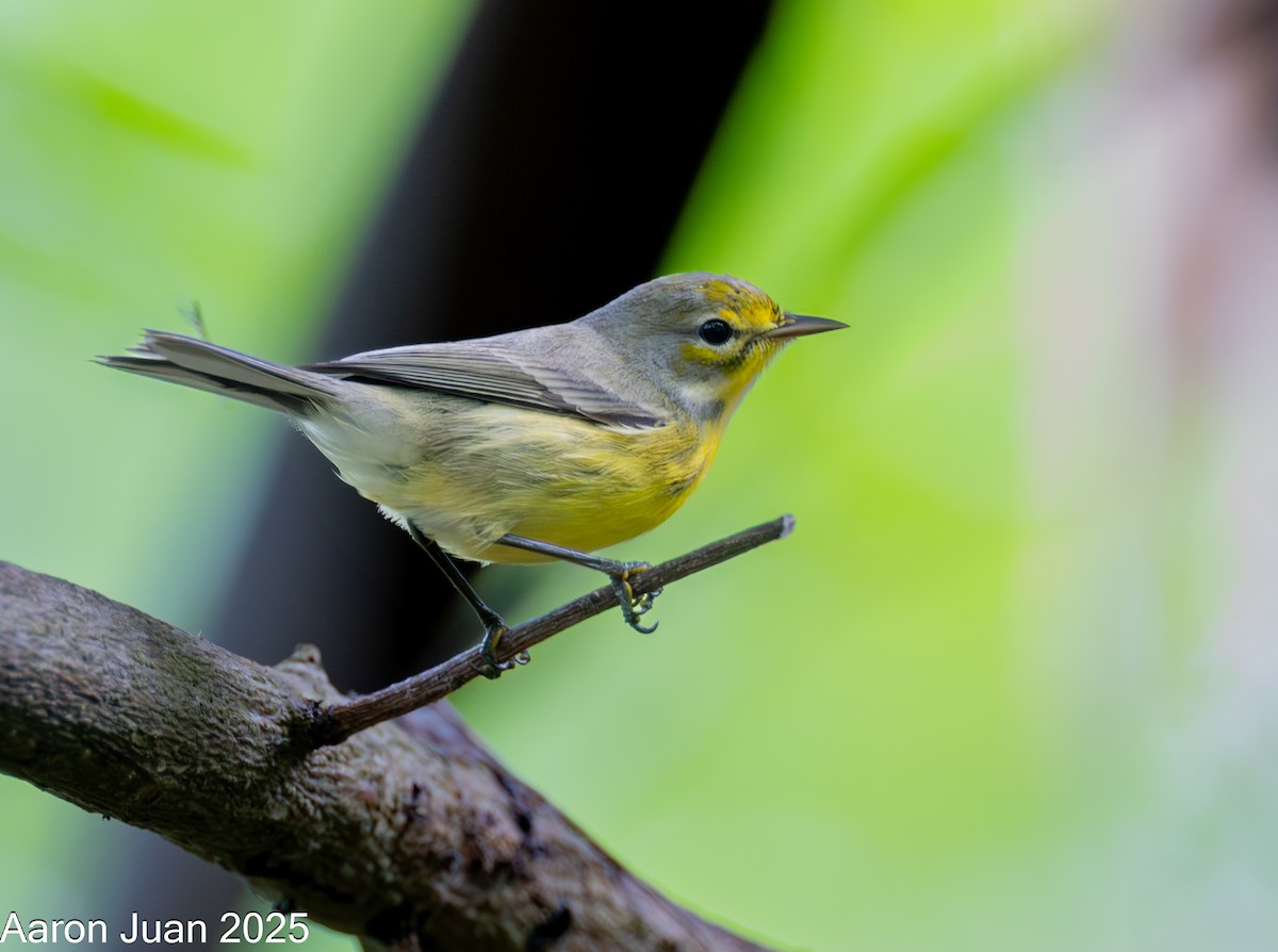 Prairie Warbler - ML644189477