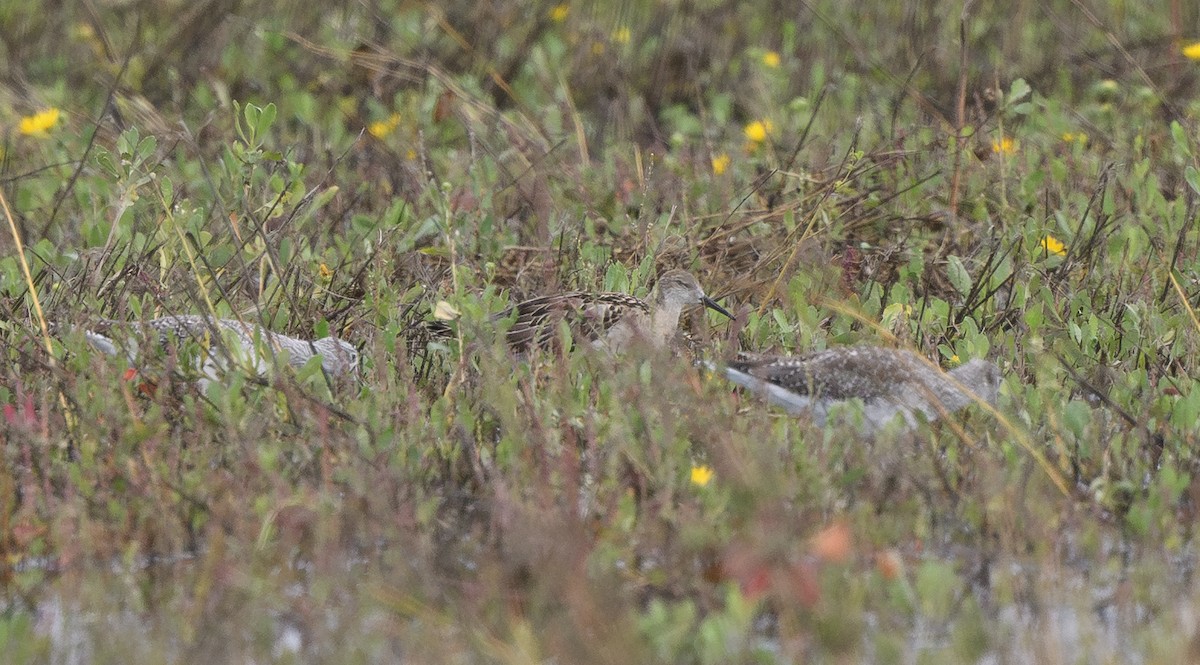 Döğüşkenkuş - ML644189479